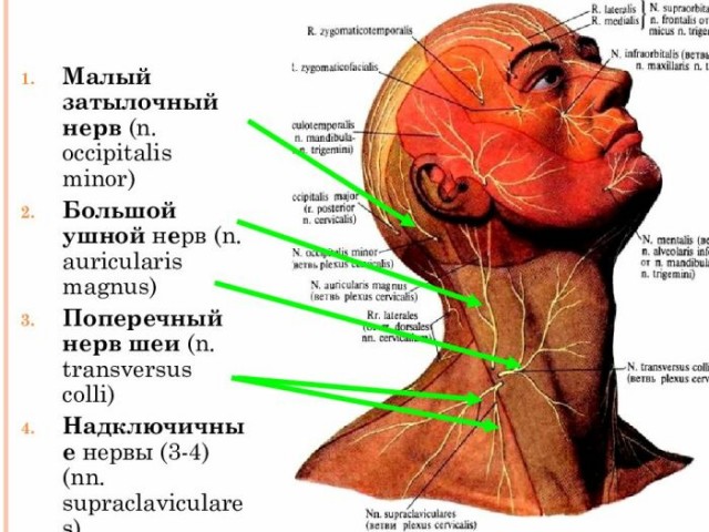 Почему боксер-тяжеловес Мухаммед Али не смог оторвать от земли старичка весом в 50 кг: Трюк Джонни Кулона