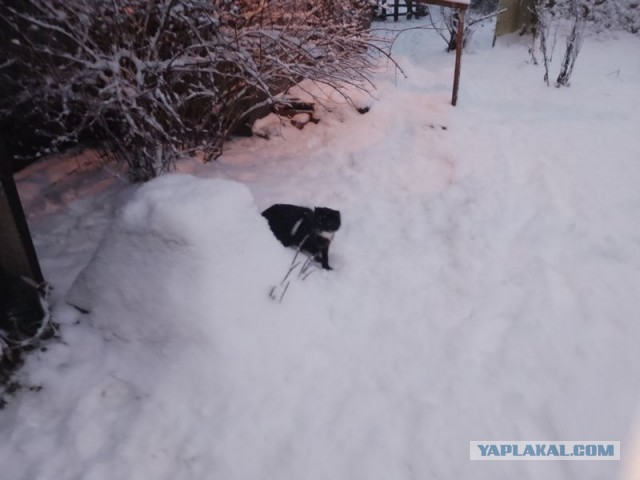 Жизнь домашнего приюта для котеек 474