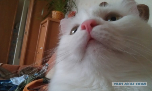 Котовторник 30.04.2013