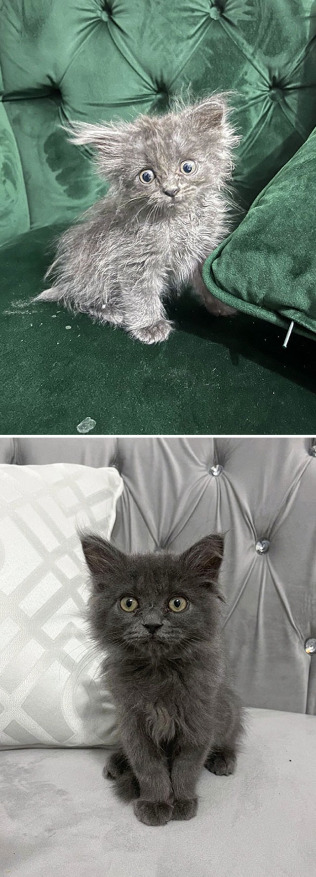 Подборка котов, нашедших свой дом