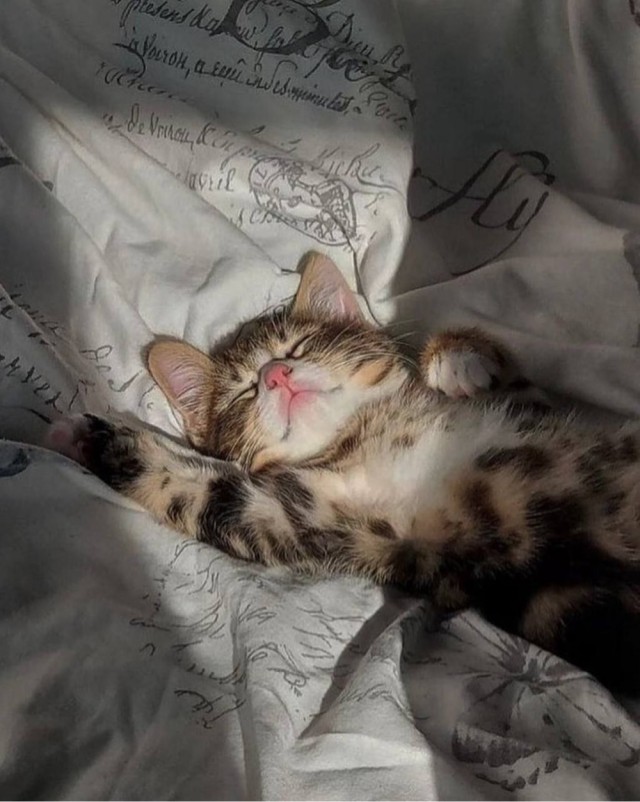 Котовторник в картинках