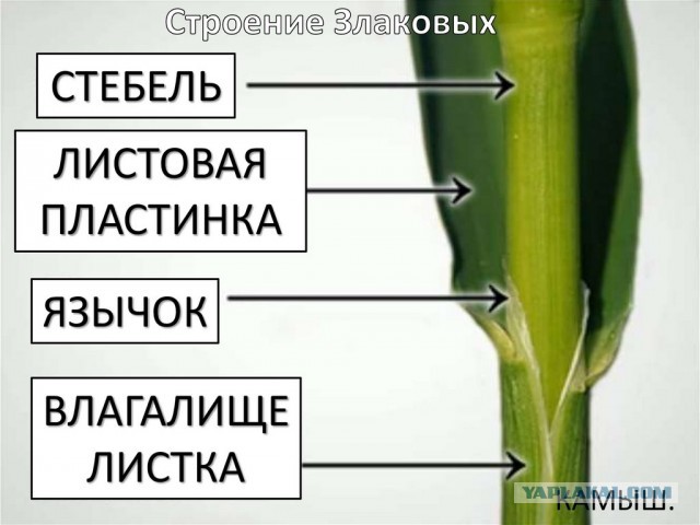 Про влагалище