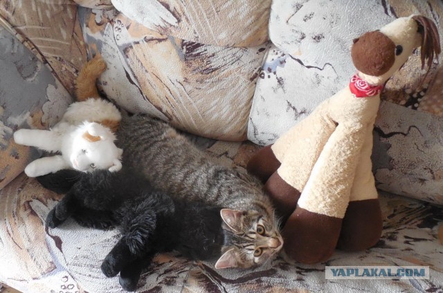 Кот которому всё по....ую! Даже дверь открыта!