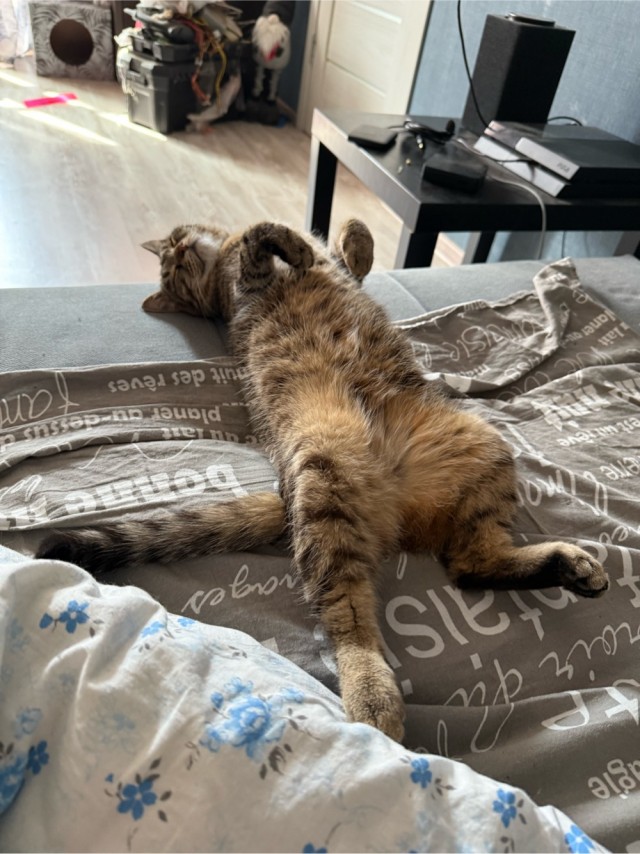 Смешные коты, которые бы победили на конкурсе абсурдных фотографий