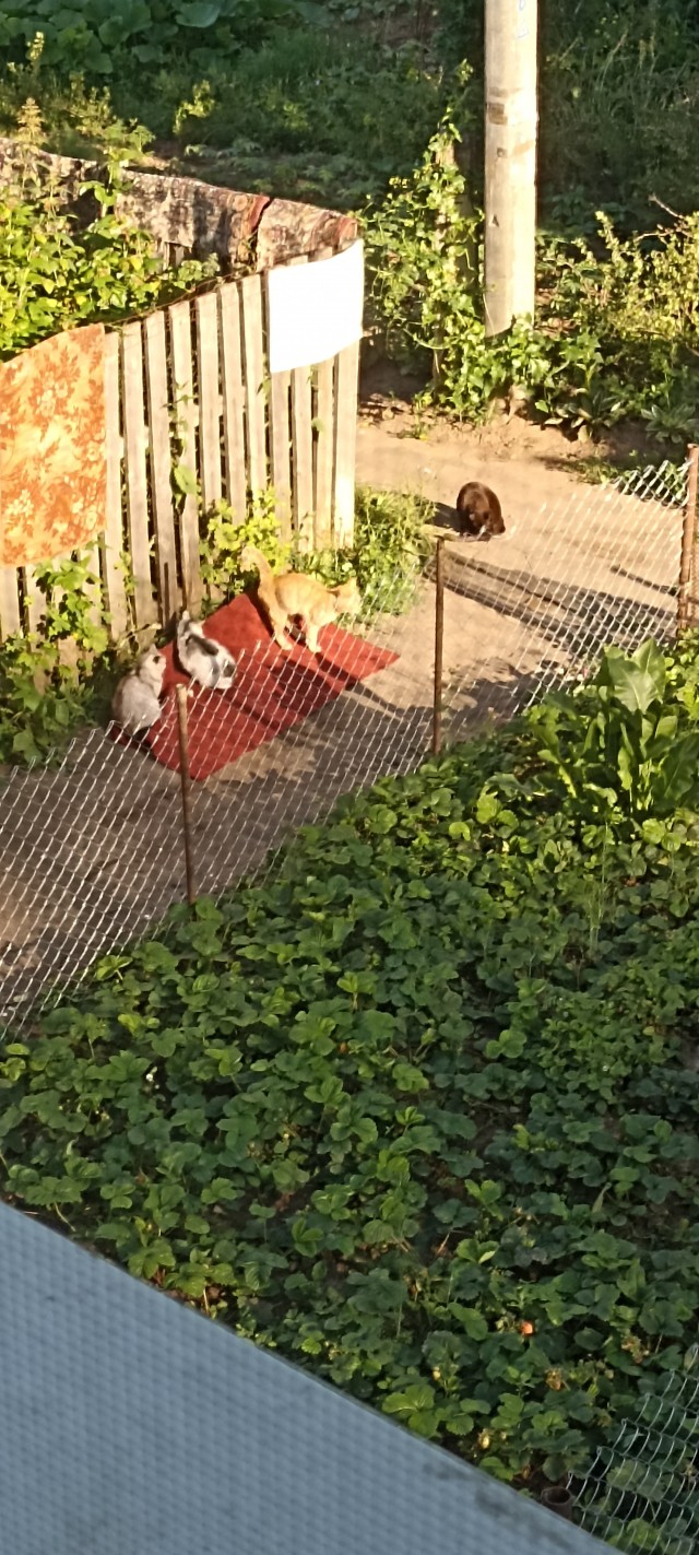 Соседка простирала свои коврики. Но ветер...