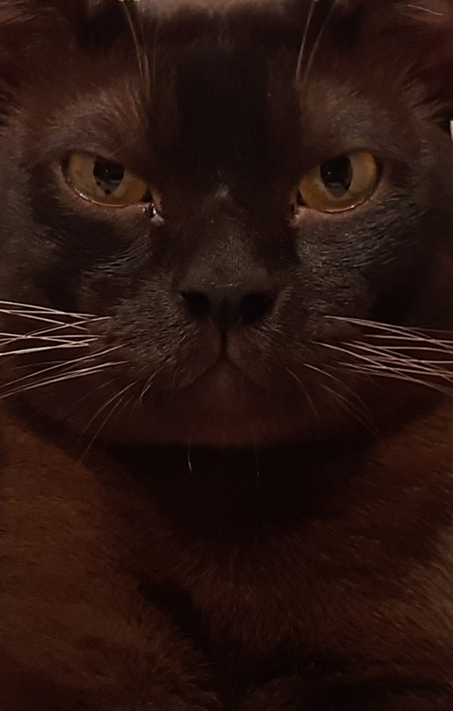 Умная кошка (кот)