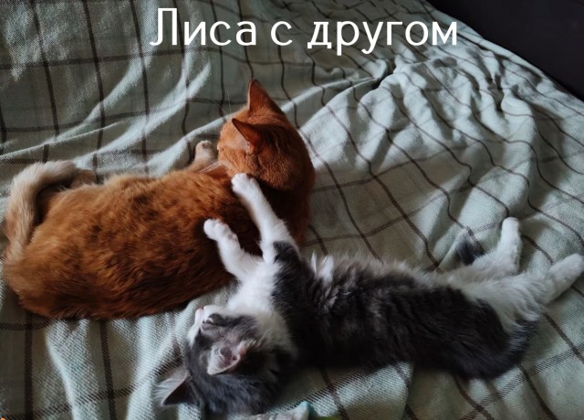 Жизнь домашнего приюта "Котоленд" 507