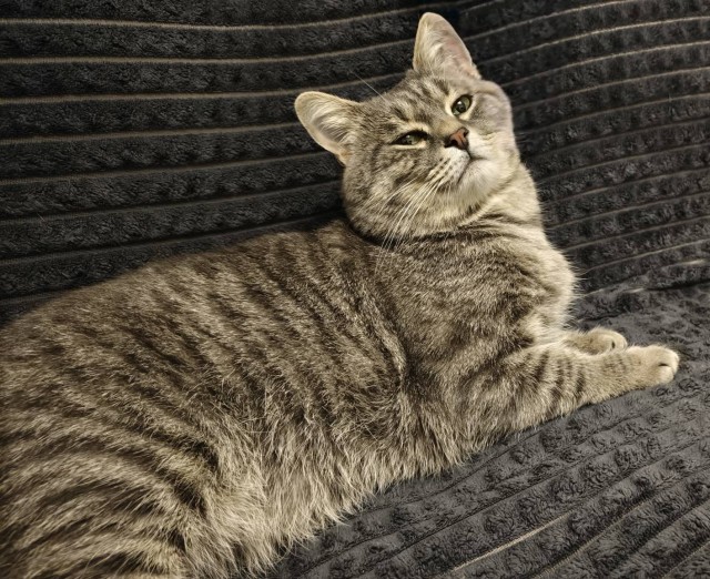 Ну раз котоффторник!