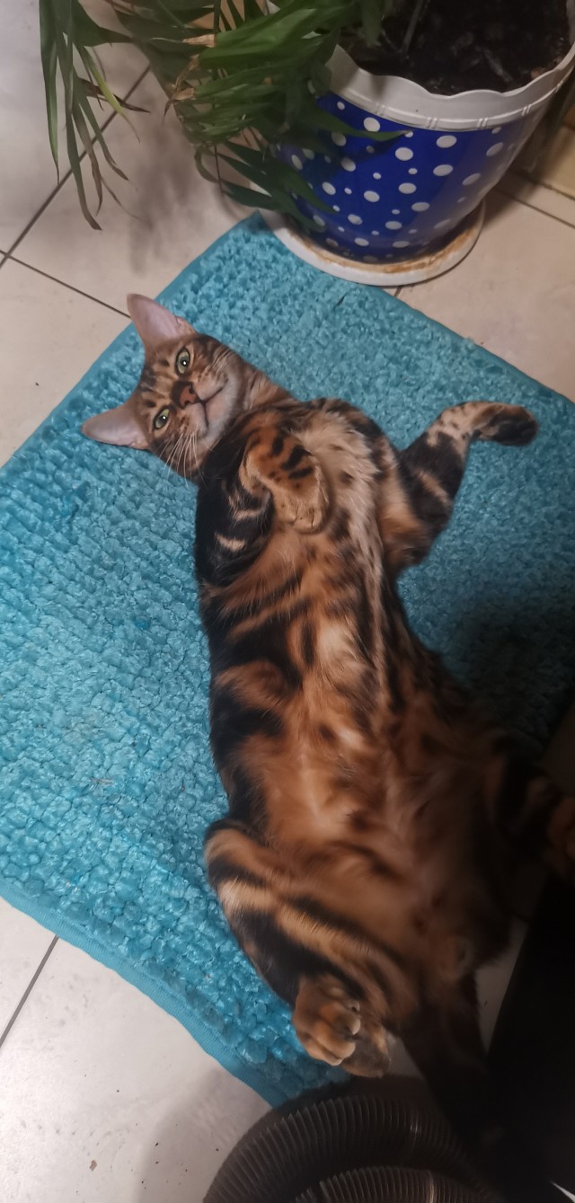 Мой кот