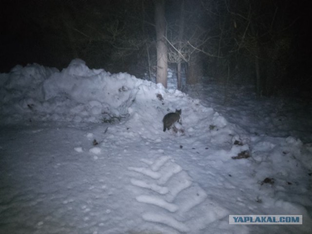 Жизнь домашнего приюта для котеек 572