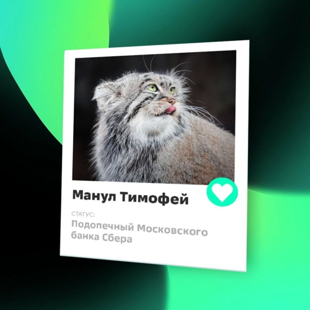 Сбер взялся наладить личную жизнь манула Тимофея