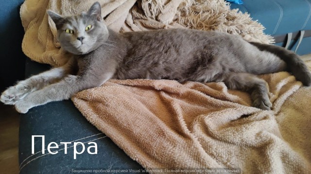 Жизнь домашнего приюта "Котоленд" 547