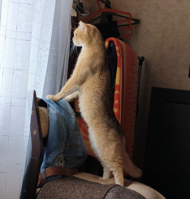 Мухи. Умные они, ежкин кот