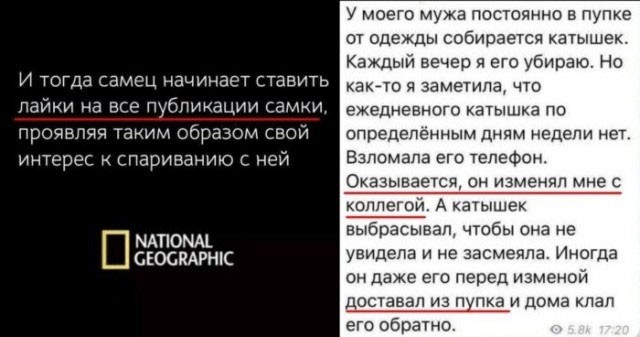Субботние аккордеоны