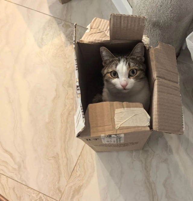 Котовторник же