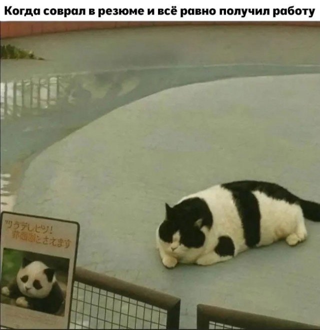К котовторнику: подборка картинок-баянов с котиками и про котиков. Выпуск 43.