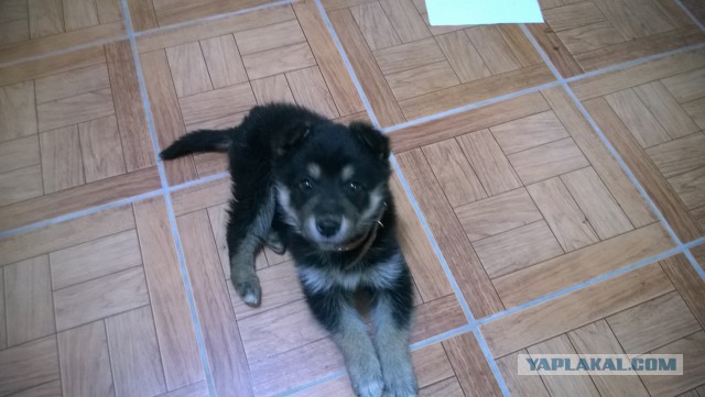 Витяй появился незаметно