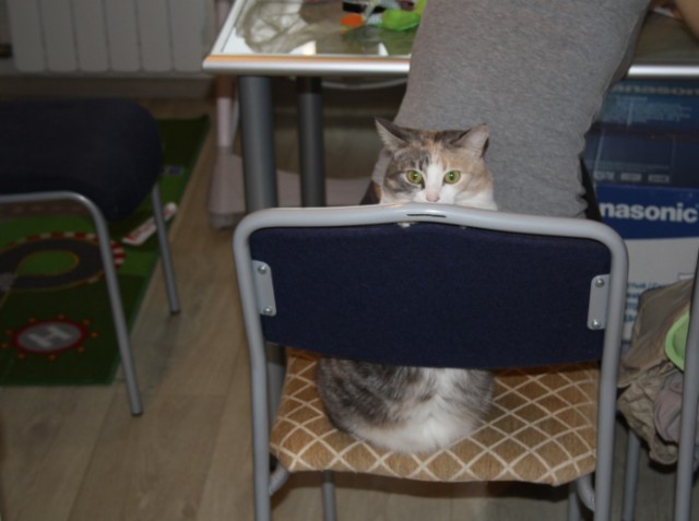 Котовторник 10.06.2014
