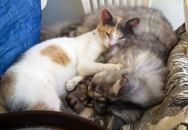 Котовторник 17.06.2014