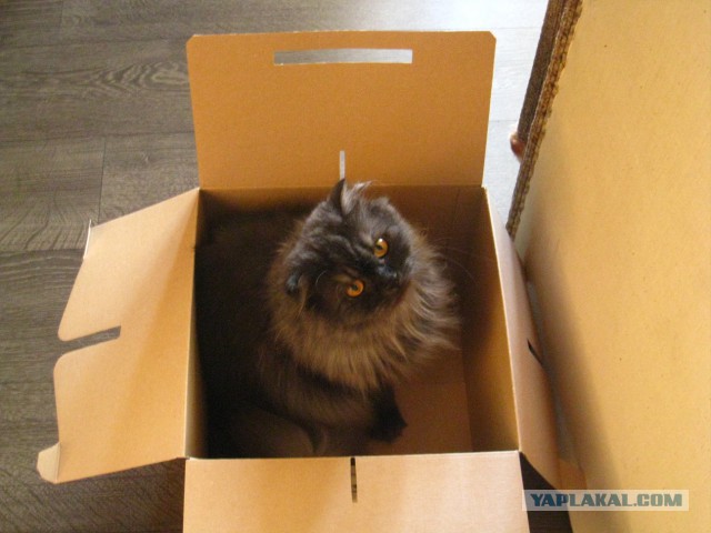 Котовторник 12.08.2014