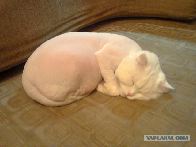 Котовторник 30.09.2014