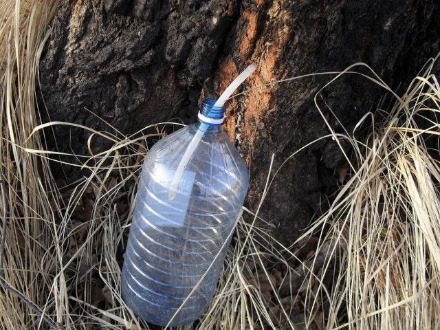 Сбор березового сока