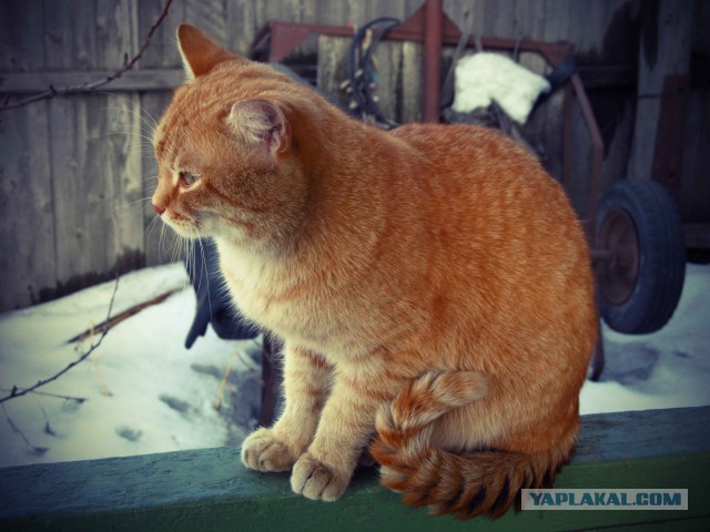 Мейн-куны - котята до старости! Я выбираю вас!