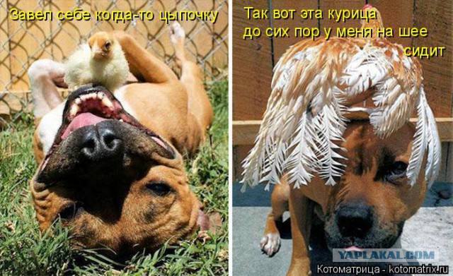 Собакочетверг 17.09.2015