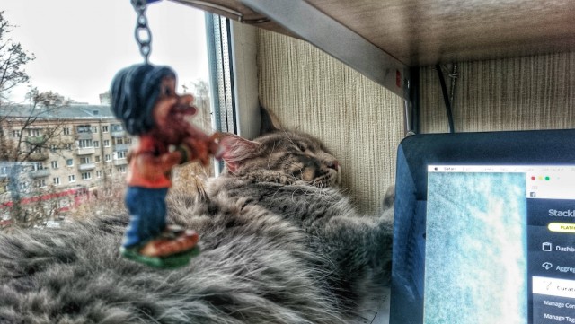 Котовторник 03.11.2015