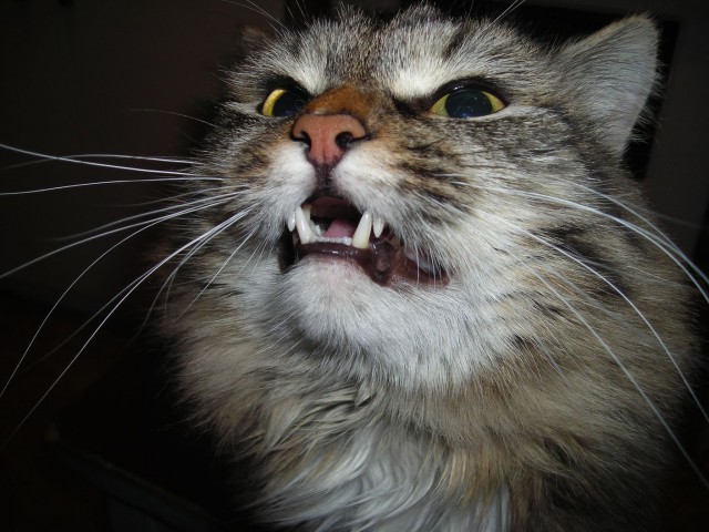 Пост невероятной кошачьей красоты. 25 фот.