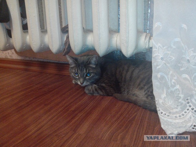 Лежанка для кота
