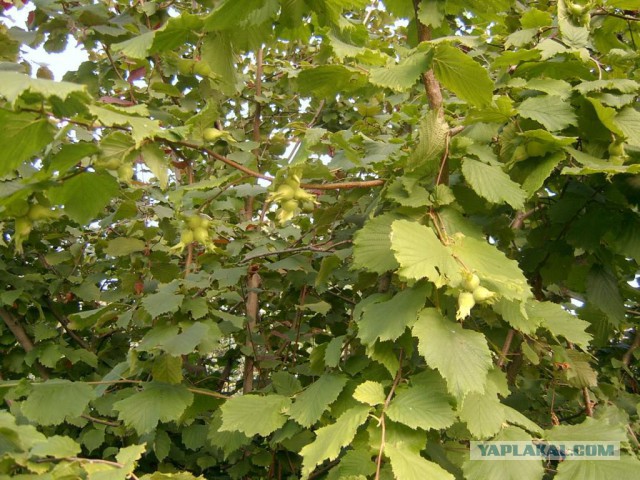 Как растет еда в естественной среде