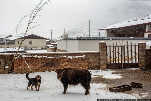 Как живёт семья тибетского мусорщика