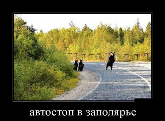 Демы без Темы