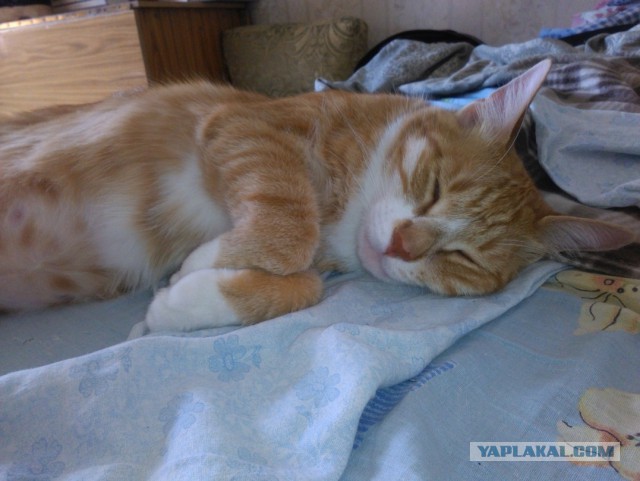 Котовторник 30.08.2016