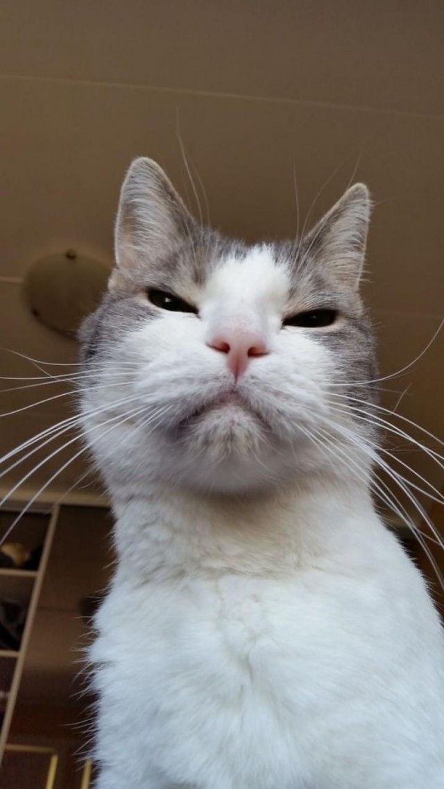 Коты из сети