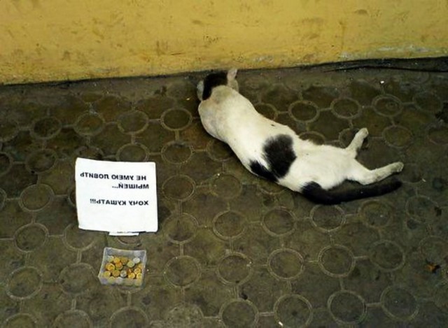 Коты и Кошки
