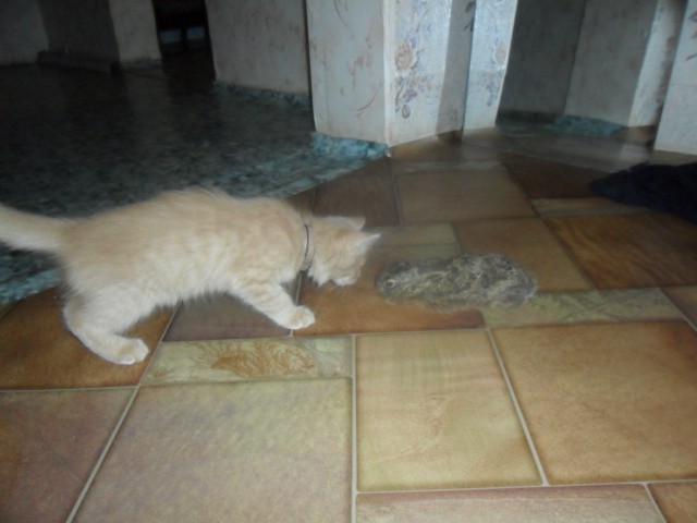 Коты и Кошки