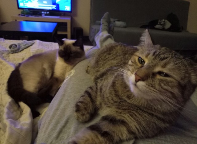 Котовторник 9.01.2018