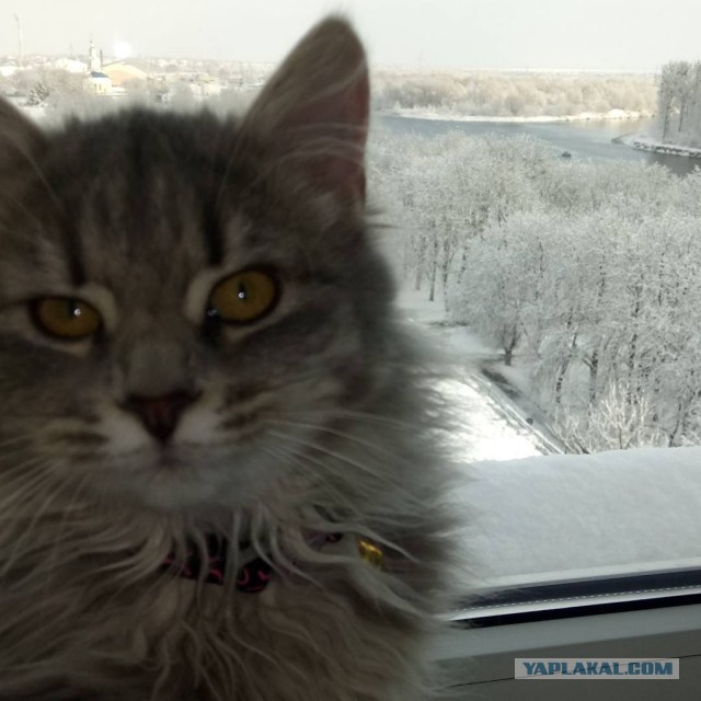 Котовторник  23.01.2018