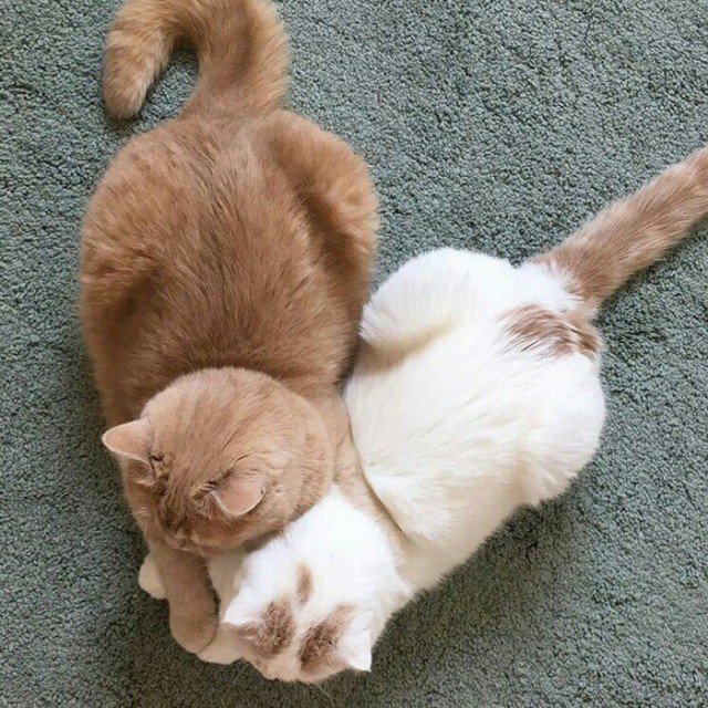 Прикольных котов пост