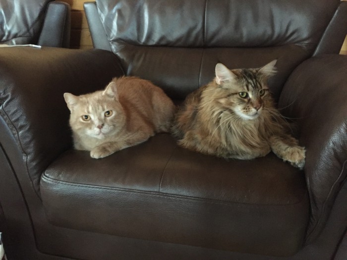Котовторник 19.06.2018
