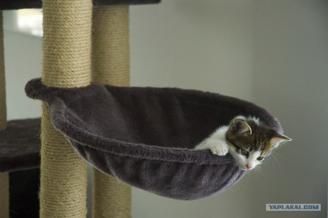 Уррааа! Котомет на ЯПлакалъ.