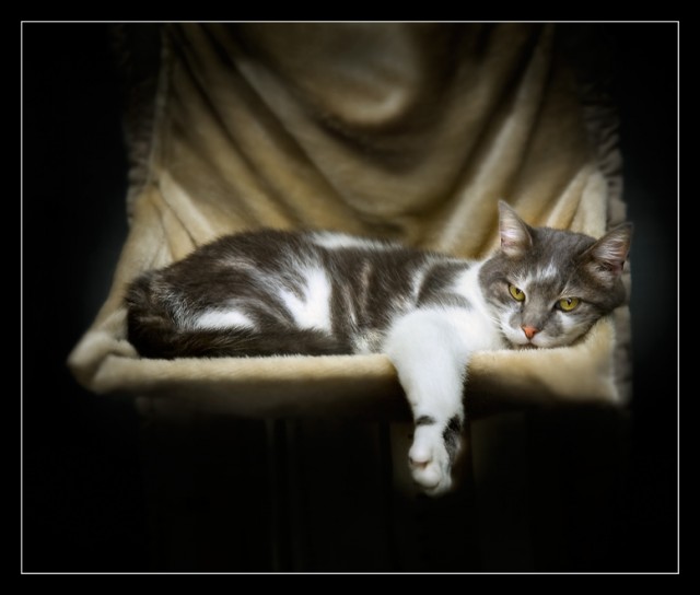 Котовторник: Кошки гаваны и другие!