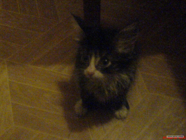 Кошкины истории со счастливым концом