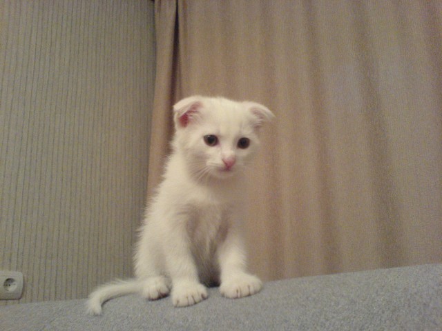 Котовторник - С праздником, котоводы!
