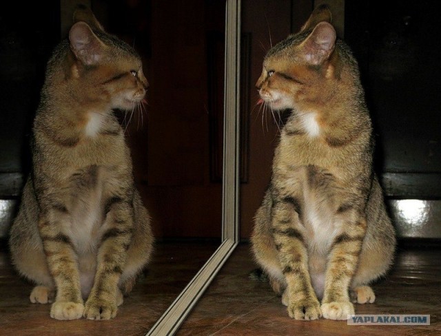 Котовторник  07.06.11