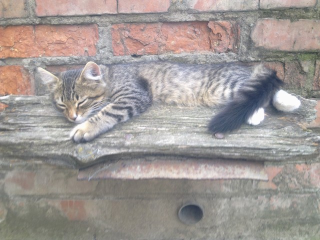 Котовторник! 11.10.11