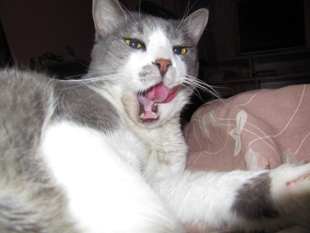 Котовторник (31.01.2012)