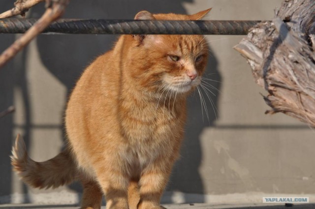 Котовторник (07.02.2012)